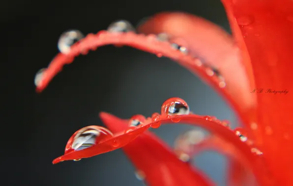Drops, flowers, red, petals