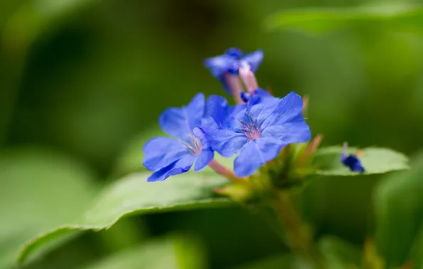 Greens, leaves, flowers, petals, blur, blue, stamens