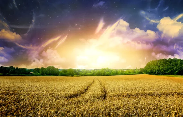 Field, the sky, trees, nature, dawn, morning, horizon, ears