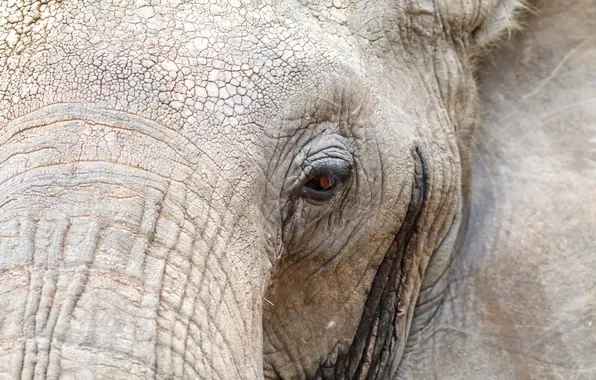 Macro, nature, elephant