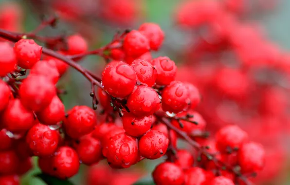 Water, drops, branches, Rosa, berries