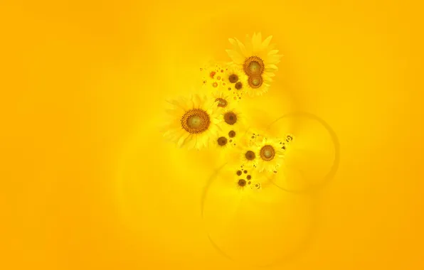 Picture sunflowers, yellow, background, Wallpaper