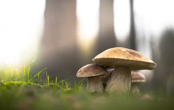 Forest, grass, nature, mushrooms, White mushroom