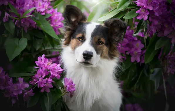 Picture look, face, flowers, dog, The border collie, rhododendrons
