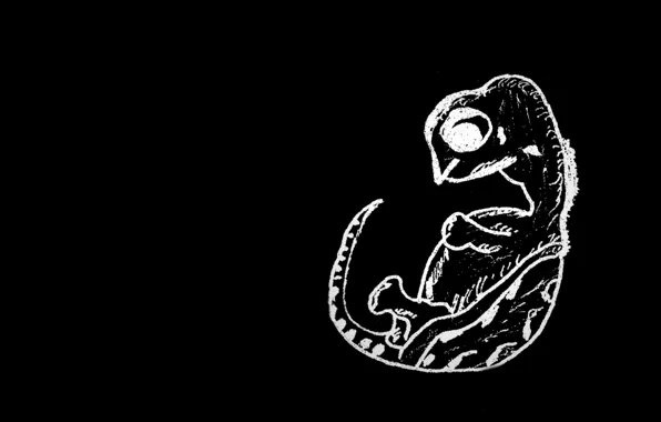 Life, background, contour, Turtle, development, The embryo