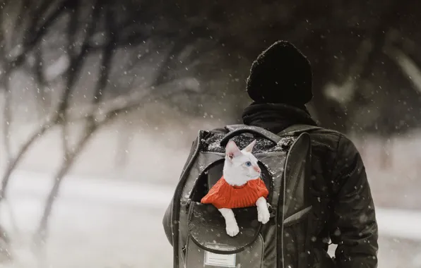 Winter, cat, white, cat, look, snow, branches, hat