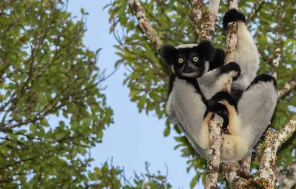 Look, trees, branches, pose, foliage, lemur, face