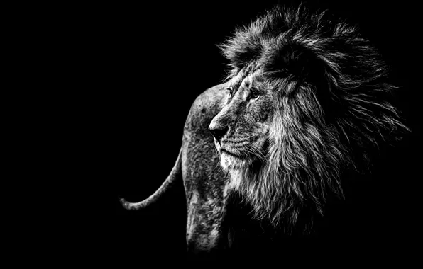 Picture Black and white, Black background, Leo, Face, Predator, Mane, Big cat