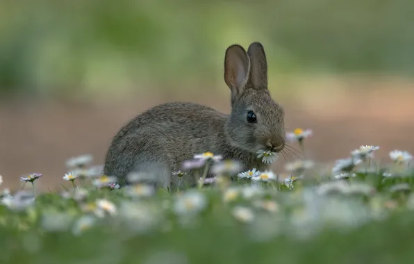 Grass, hare, chamomile, meadow, bokeh