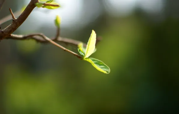Macro, green, background, tree, widescreen, Wallpaper, branch, leaf