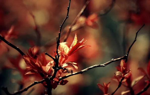 Macro, branches, foliage, spring