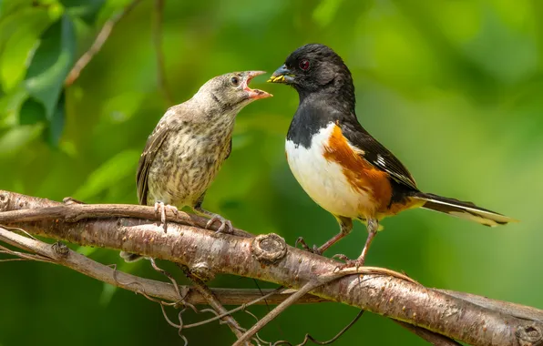 Birds, branch, pair, green background