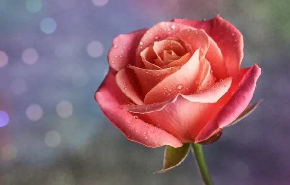 Picture drops, macro, pink, rose, petals, Bud