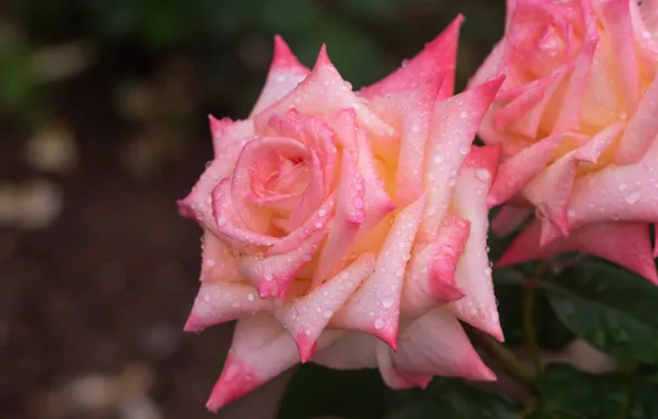 Drops, macro, roses, petals, buds