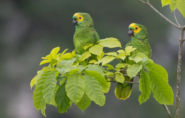 Leaves, birds, background, branch, parrots, a couple, Sidelobes Amazon