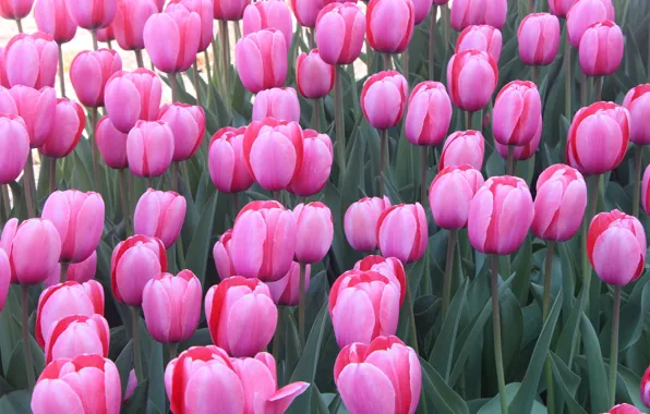 Leaves, nature, Tulip, petals, garden, meadow