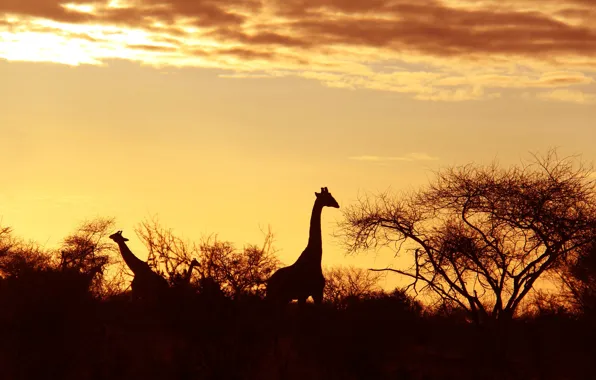 Silhouette, giraffe, Africa