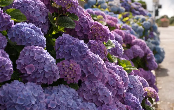 Picture macro, flowers, the bushes, hydrangea