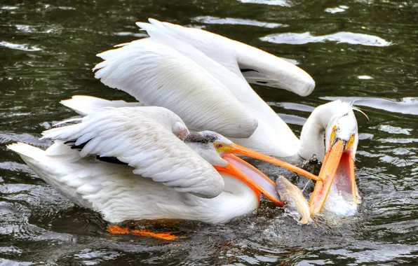 Picture WATER, PAIR, DROPS, FIGHT, SQUIRT, FISH, BEAK, BIRDS