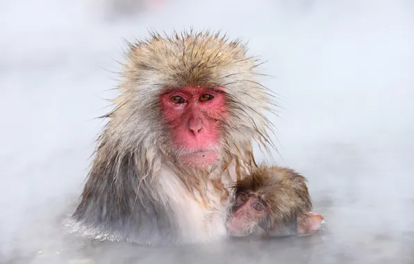 Nature, background, Japan, Nagano, Snow monkey