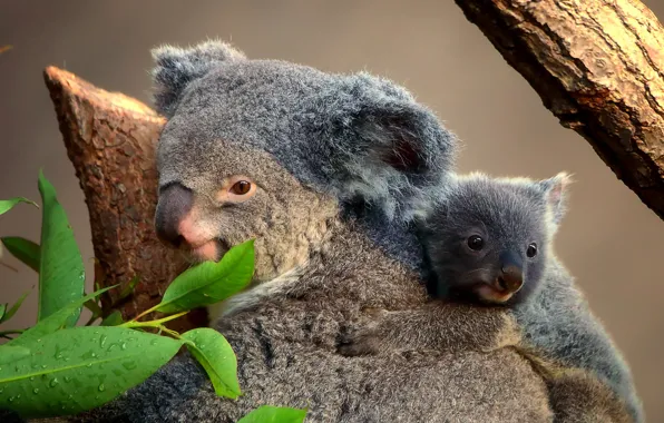 Leaves, cub, Koala