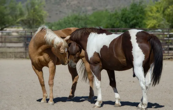 Picture pose, horse, horse, weasel, corral
