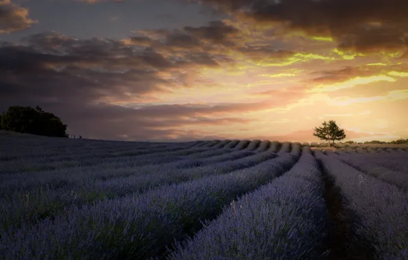 Field, the sky, clouds, light, sunset, flowers, clouds, tree