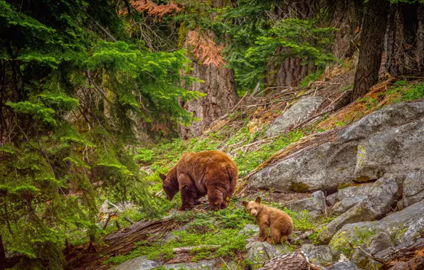 Picture forest, stones, bears