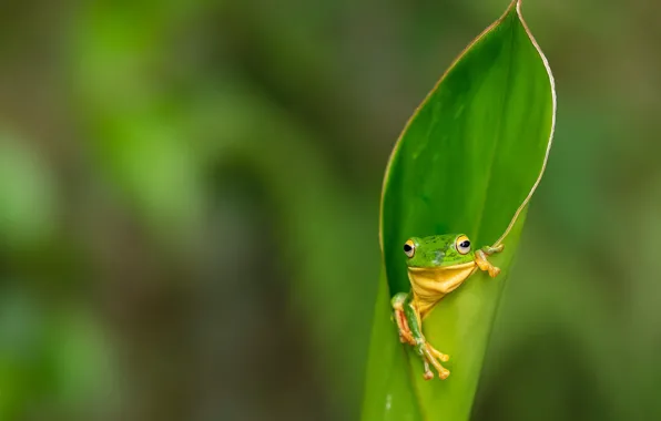 Macro, green, leaf, frog, legs, green, blurred background, rolled
