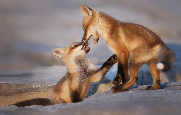 Pose, the game, Fox, kids, a couple, cubs, two Fox