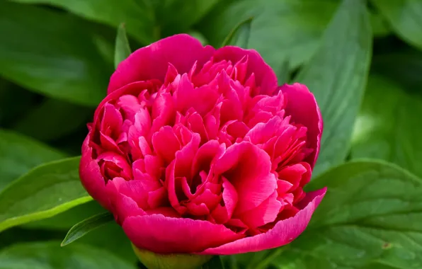 Picture leaves, petals, Bud, flowering, peony