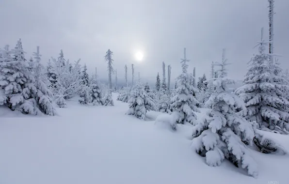 Winter, forest, the sun, snow, nature, tree, haze