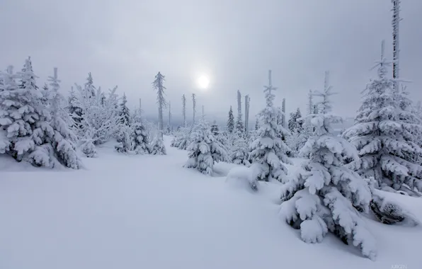 Picture winter, forest, the sun, snow, nature, tree, haze