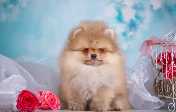 Picture flowers, background, dog, cell, bokeh, Pomeranian, photo session