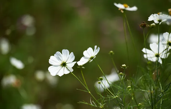Greens, field, white, flowers, kosmeya