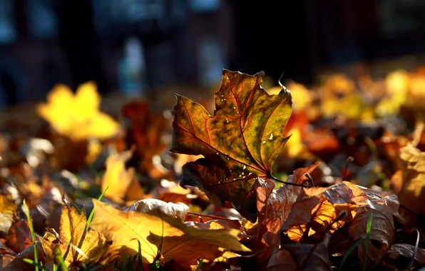 Picture autumn, macro, foliage, a lot