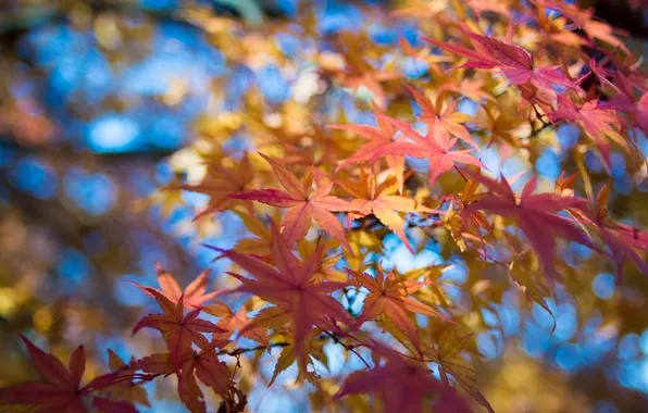 Autumn, the sky, leaves, macro, branches, maple