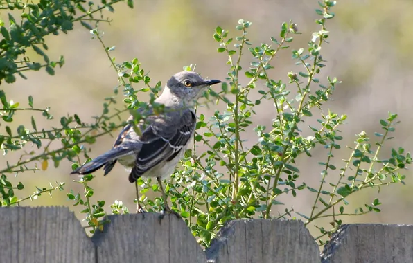Nature, bird, the fence, mockingbird
