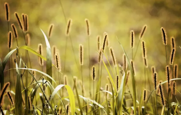 Light, ears, towers of fluff