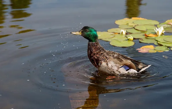 Water, duck, Lily, Drake