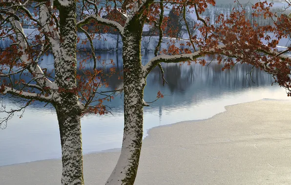 Picture winter, leaves, snow, river, tree