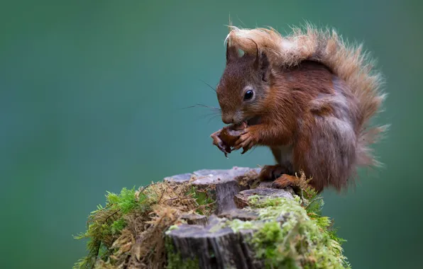 Background, moss, stump, protein, nuts, squirrel