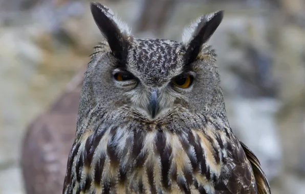 Picture owl, bird, head, owl, tail, squint