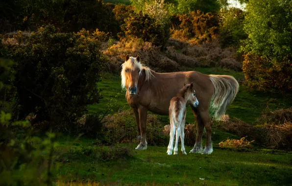 Light, horse, glade, horse, horses, horse, hill, the bushes