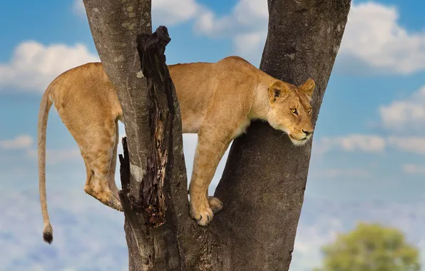 The sky, clouds, pose, tree, lioness