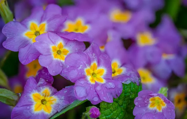 Macro, flowers, spring, flowering, Primula