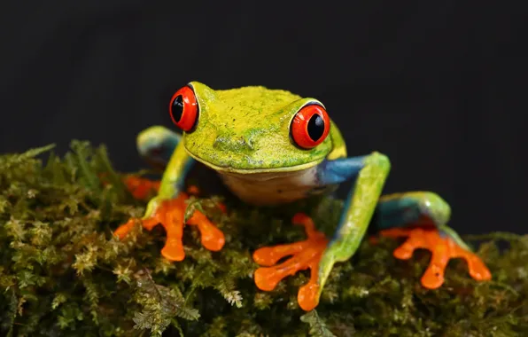 Picture nature, moss, frog