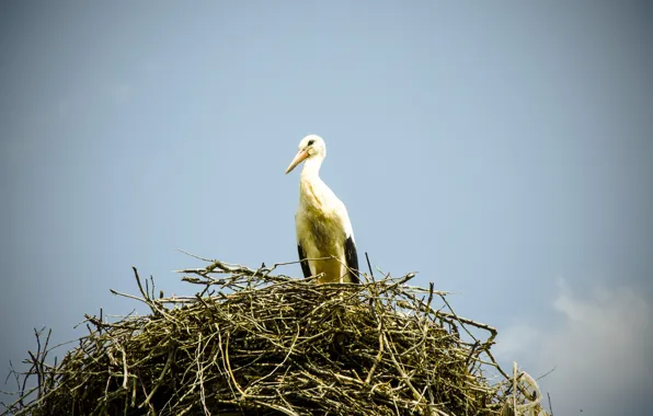 Birds, socket, stork