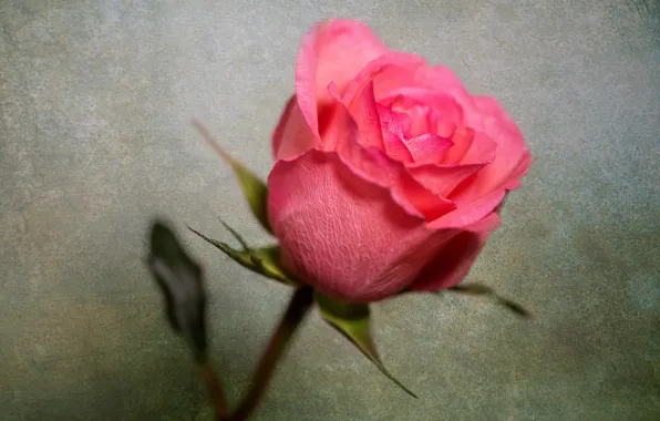 Flower, macro, background, pink, rose, treatment, texture, petals