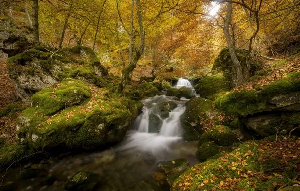 Picture autumn, forest, trees, branches, stones, foliage, waterfall, stream